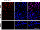 One-step TUNEL In Situ Apoptosis Kit (Red, Elab Fluor® 647), Cell Assays, Elabscience Biotechnology, MSE Supplies