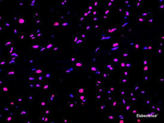 One-step TUNEL In Situ Apoptosis Kit (Red, Elab Fluor® 647), Cell Assays, Elabscience Biotechnology, MSE Supplies