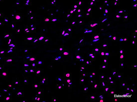 One-step TUNEL In Situ Apoptosis Kit (Red, Elab Fluor® 647), Cell Assays, Elabscience Biotechnology, MSE Supplies