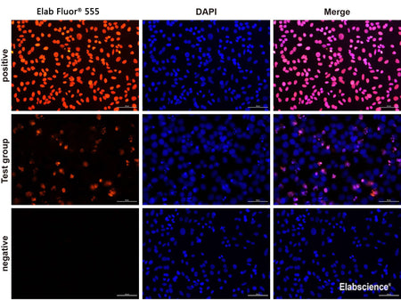One-step TUNEL In Situ Apoptosis Kit (Red, Elab Fluor® 555), Cell Assays, Elabscience Biotechnology, MSE Supplies