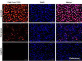 One-step TUNEL In Situ Apoptosis Kit (Red, Elab Fluor® 555), Cell Assays, Elabscience Biotechnology, MSE Supplies