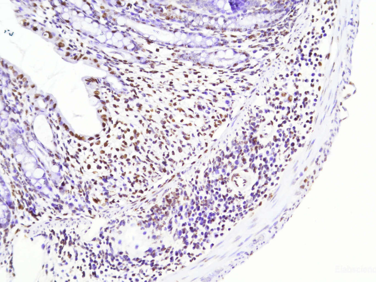 TUNEL In Situ Apoptosis Kit (HRP-DAB Method), Cell Assays, Elabscience Biotechnology, MSE Supplies