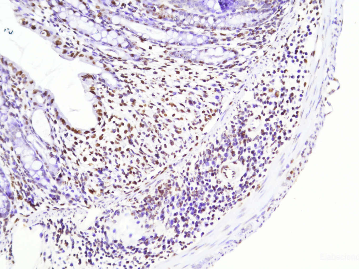 TUNEL In Situ Apoptosis Kit (HRP-DAB Method), Cell Assays, Elabscience Biotechnology, MSE Supplies