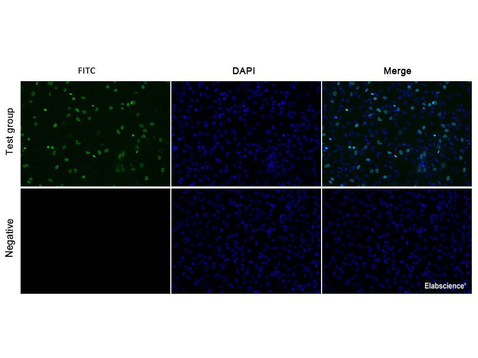 E-Click EdU Cell Proliferation Imaging Assay Kit (Green, FITC), Cell Assays, Elabscience Biotechnology, MSE Supplies