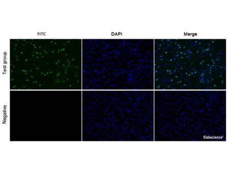 E-Click EdU Cell Proliferation Imaging Assay Kit (Green, FITC), Cell Assays, Elabscience Biotechnology, MSE Supplies