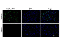 E-Click EdU Cell Proliferation Imaging Assay Kit (Green, Elab Fluor® 488), Cell Assays, Elabscience Biotechnology, MSE Supplies