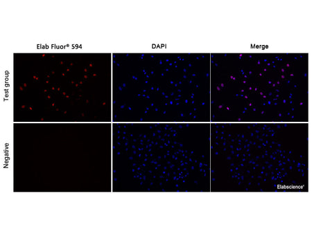 E-Click EdU Cell Proliferation Imaging Assay Kit (Red, Elab Fluor® 594), Cell Assays, Elabscience Biotechnology, MSE Supplies