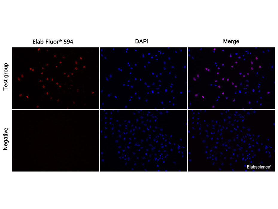 EClick EdU Cell Proliferation Imaging Assay Kit (Red, Elab Fluor 594