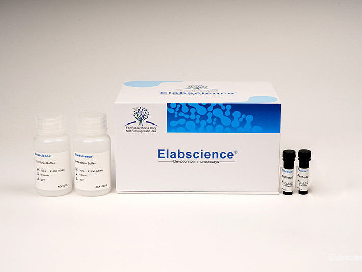 Caspase 2 Activity Assay Kit (Colorimetric Method), Cell Assays, Elabscience Biotechnology, MSE Supplies
