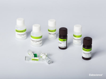 Rat PⅢNP (N-Terminal Procollagen Ⅲ Propeptide) CLIA Kit, Cell Assays, Elabscience Biotechnology, MSE Supplies