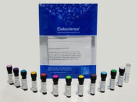 SMCC Activated Peroxidase (HRP), Cell Assays, Elabscience Biotechnology, MSE Supplies