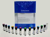 SMCC Activated R-PE, Cell Assays, Elabscience Biotechnology, MSE Supplies