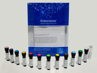 SMCC Activated PerCP, Cell Assays, Elabscience Biotechnology, MSE Supplies