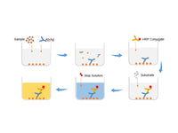 VB9/VB11 (Folic acid) ELISA Kit