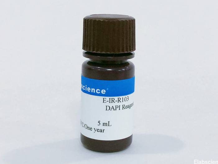 DAPI Reagent (1 μg/mL)