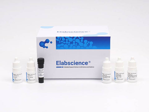 2-Step Plus Poly-HRP Anti Rabbit/Mouse IgG Detection System (with DAB Solution）