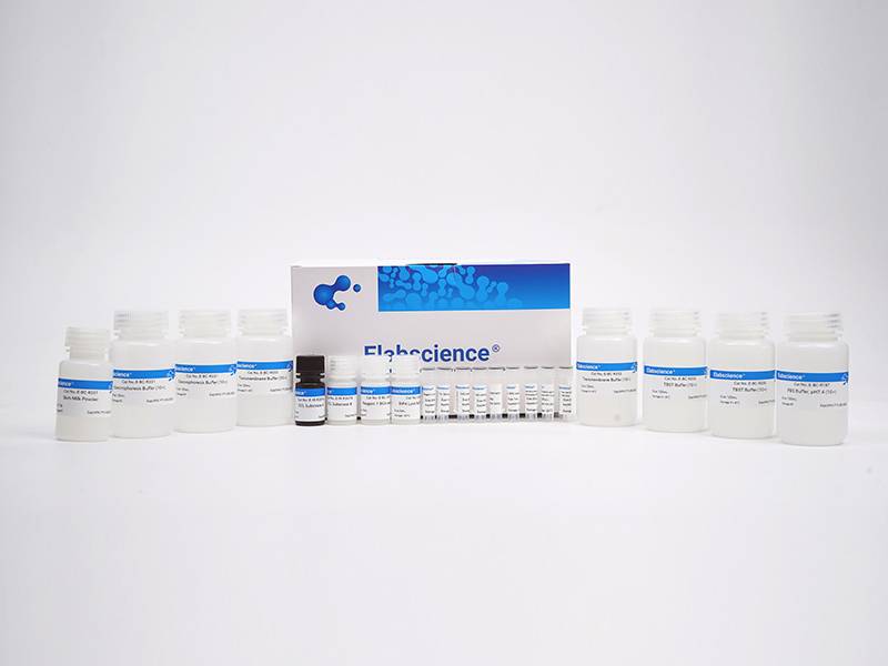 High Accuracy and Absorbability Western Blot Detection Kit