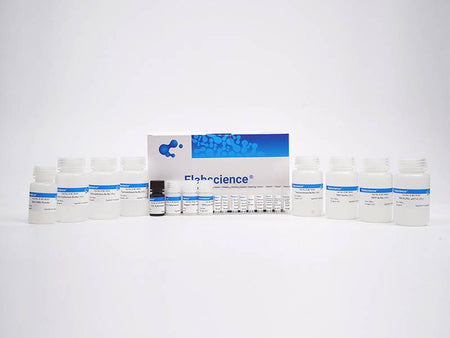 High Accuracy and Absorbability Western Blot Detection Kit