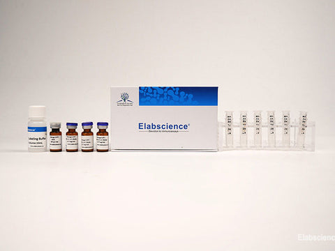 Biotin Labeling Kit (10 KD Filtration Tube) - MSE Supplies LLC