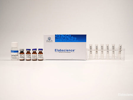 Cyanine 3 Labeling Kit (10 KD Filtration Tube), Cell Assays, Elabscience Biotechnology, MSE Supplies