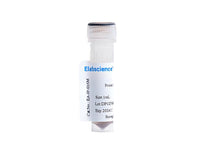 Protein G Magnetic beads, 1mL, Biomarkers, Elabscience Biotechnology, MSE Supplies