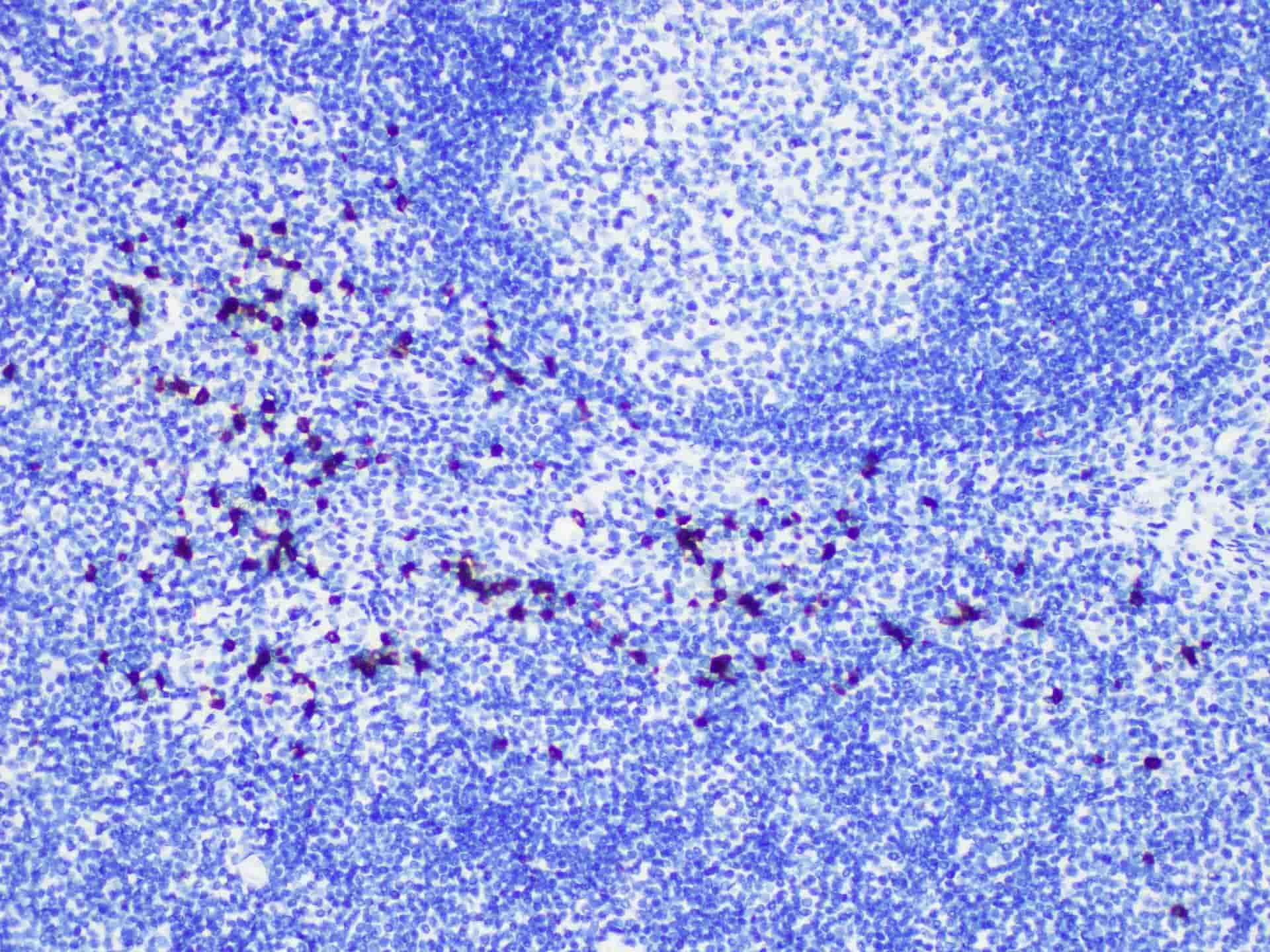 Granzyme B Monoclonal Antibody Stored at -20°C