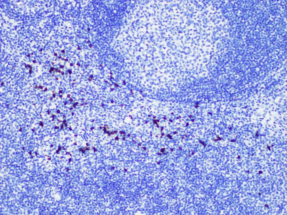 Granzyme B Monoclonal Antibody Stored at -20°C