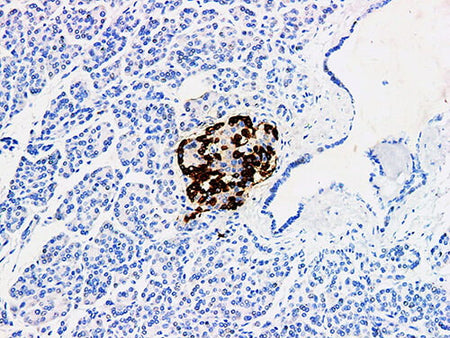 Glucagon Monoclonal Antibody Stored at -20°C