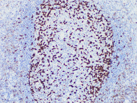 PD-1 Monoclonal Antibody Stored at -20°C