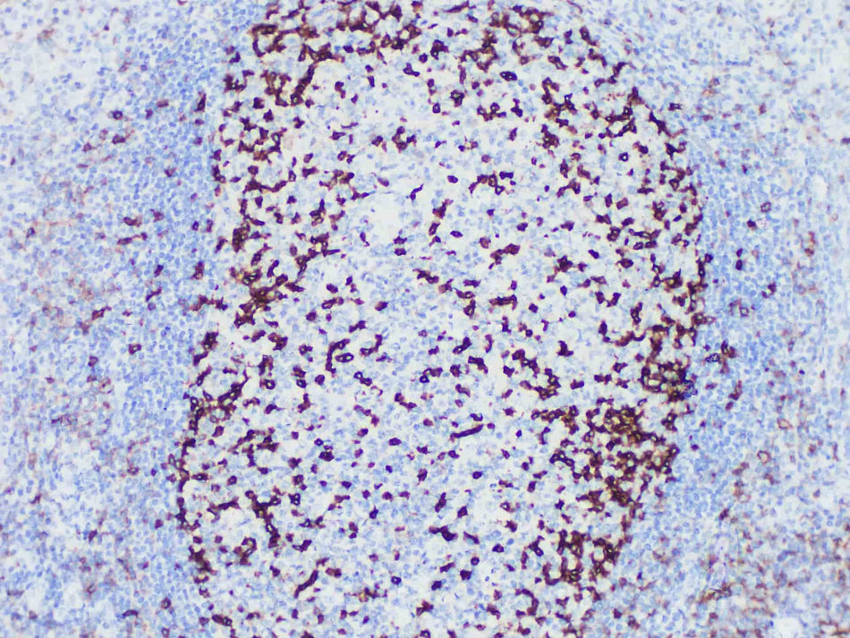 PD-1 Monoclonal Antibody Stored at -20°C