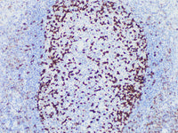 PD-1 Monoclonal Antibody Stored at -20°C