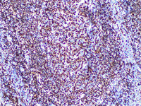 OCT2 Monoclonal Antibody
