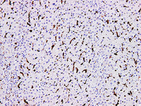 CD163 Monoclonal Antibody Stored at -20°C
