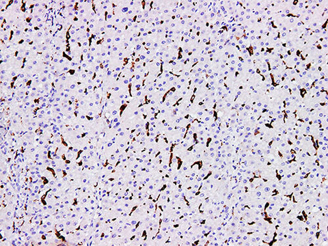 CD163 Monoclonal Antibody Stored at -20°C