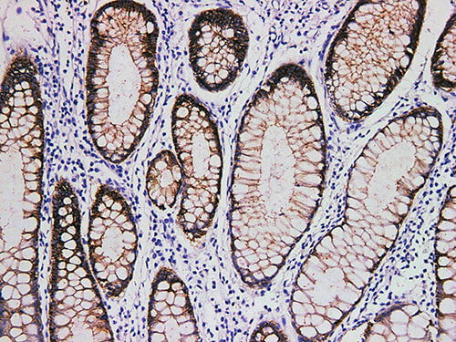Claudin 3 Monoclonal Antibody Stored at -20°C