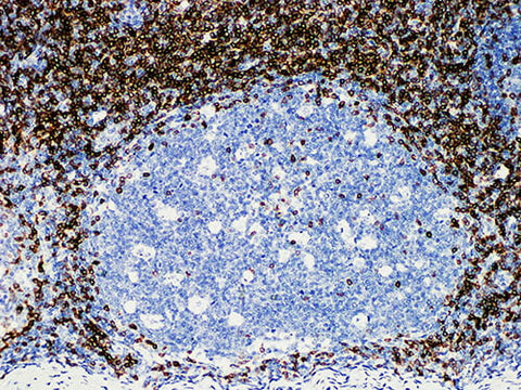 CD5 Monoclonal Antibody Stored at -20°C