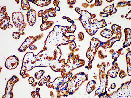 GLUT-1 Monoclonal Antibody Stored at -20°C