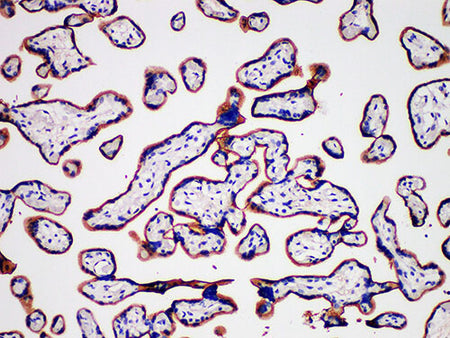 CD105 Monoclonal Antibody Stored at -20°C