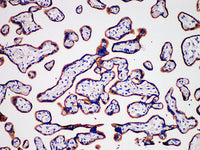 CD105 Monoclonal Antibody Stored at -20°C
