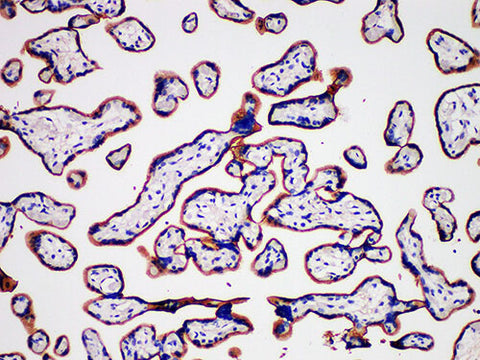 CD105 Monoclonal Antibody Stored at -20°C