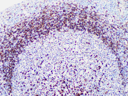 CD79a Monoclonal Antibody Stored at -20°C