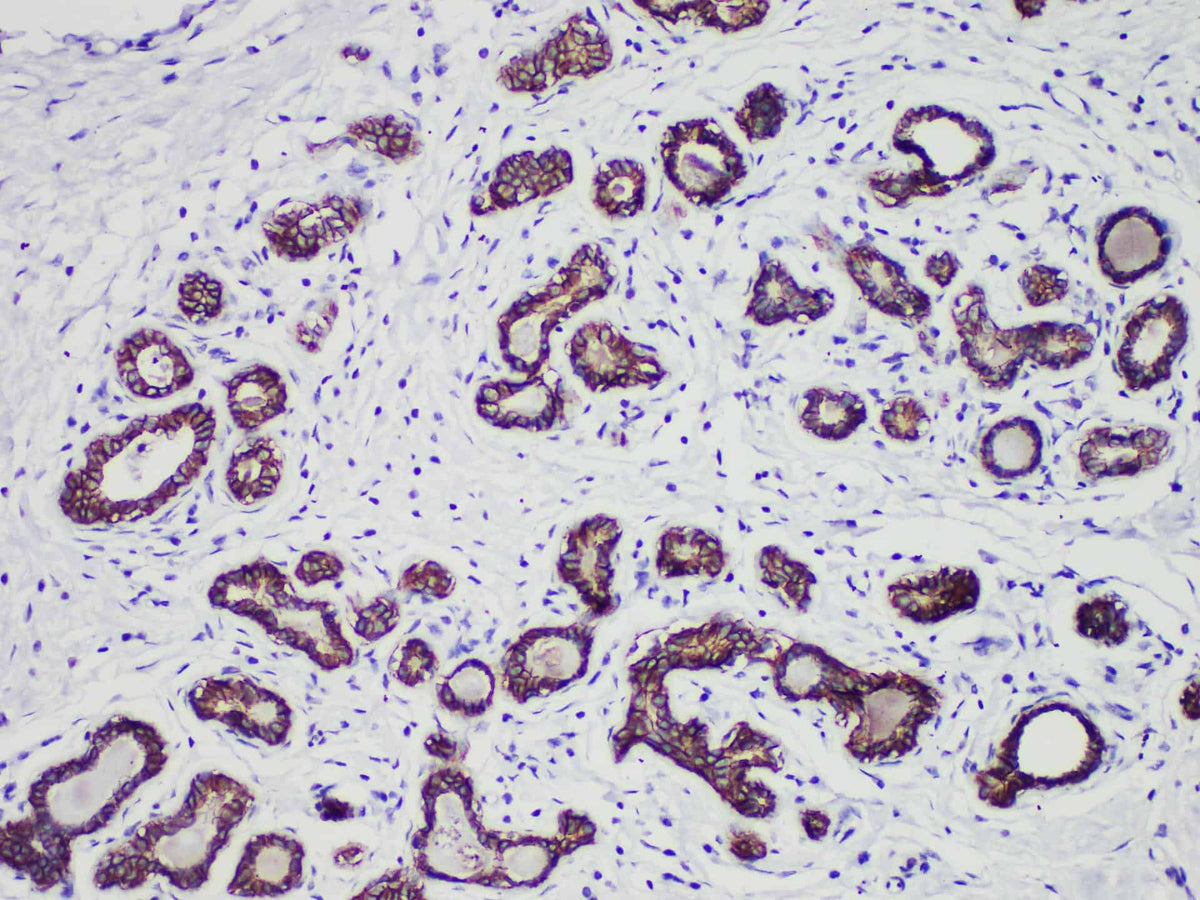 E-Cadherin Monoclonal Antibody Stored at -20°C