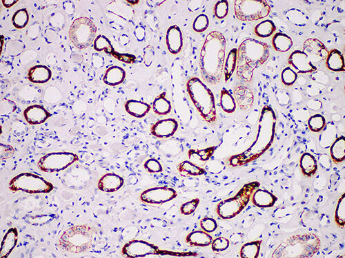 KSP-Cad Monoclonal Antibody Stored at -20°C