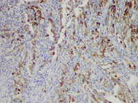 COX-2 Monoclonal Antibody Stored at -20°C