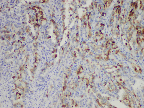 COX-2 Monoclonal Antibody Stored at -20°C