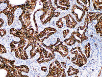Napsin A Monoclonal Antibody Stored at -20°C