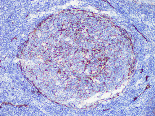 D2-40 Monoclonal Antibody Stored at -20°C