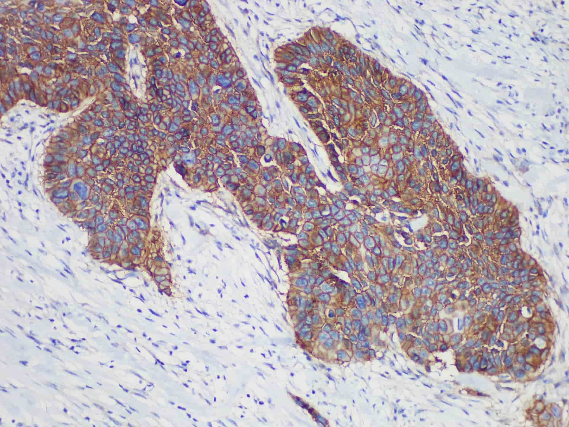 EGFR Monoclonal Antibody Stored at -20°C
