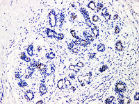 GATA3 Monoclonal Antibody Stored at -20°C