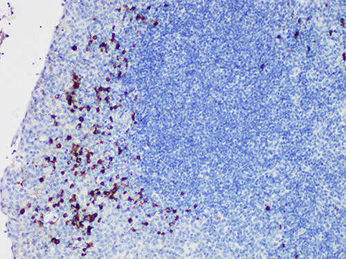 Lambda Monoclonal Antibody Stored at -20°C